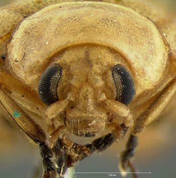 Media type: image;   Entomology 35321 Aspect: head frontal view